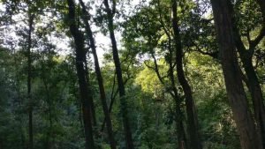 Jim Corbett